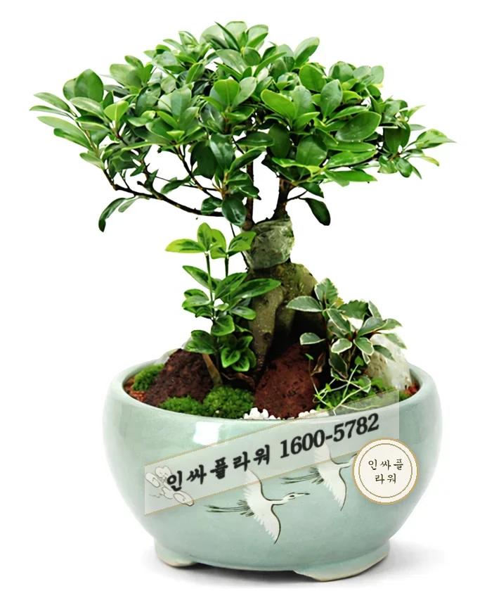 분재 대품