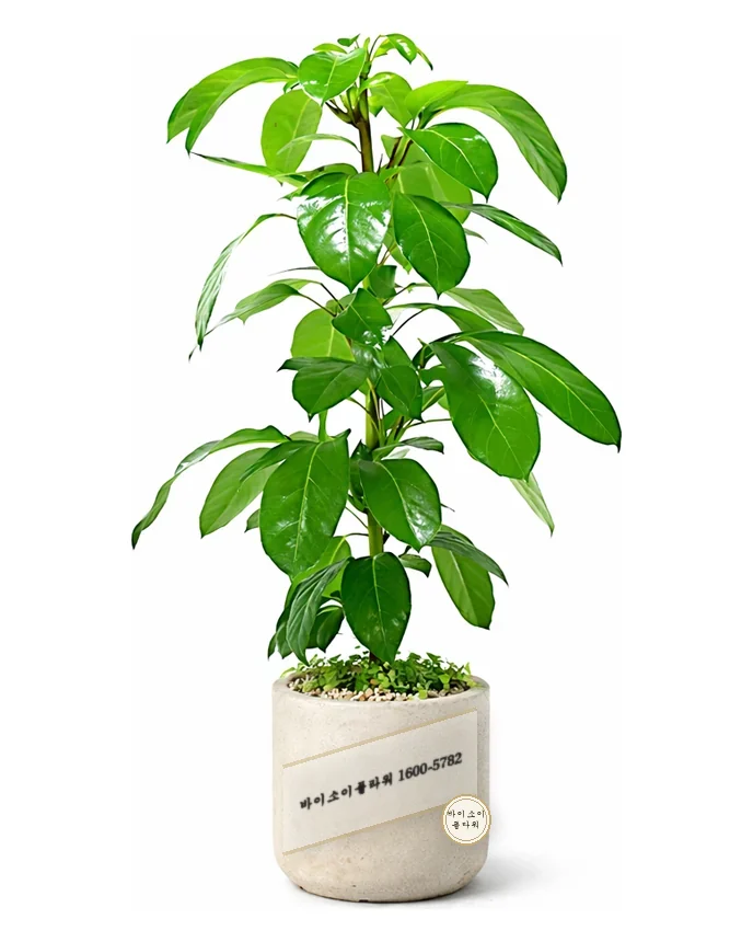 녹보수